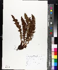 Dryopteris fragrans image