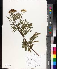 Tanacetum vulgare image