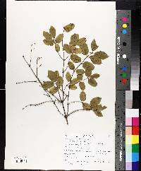 Lonicera canadensis image