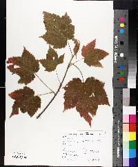 Acer spicatum image