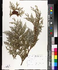 Thuja occidentalis image