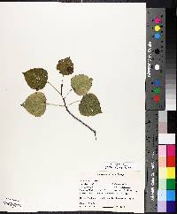 Populus tremuloides image