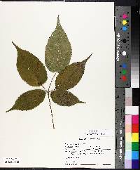 Rubus allegheniensis image