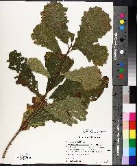 Quercus bicolor image