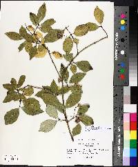 Euonymus europaea image