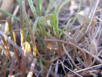 Claytonia parviflora subsp. utahensis image