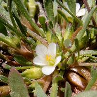 Calandrinia ciliata image