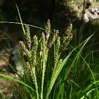 Image of Carex endlichii