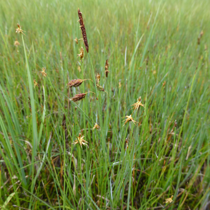 Carex limosa image