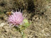 Cirsium inamoenum image