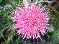 Cirsium ochrocentrum image