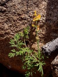 Corydalis aurea image