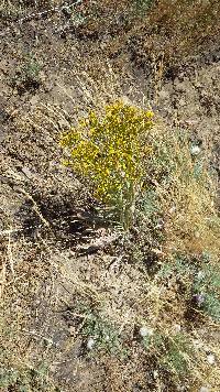 Crepis acuminata image