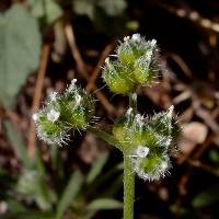 Cryptantha pterocarya image