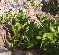 Cissus trifoliata image