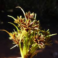 Cyperus squarrosus image