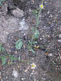 Erigeron jonesii image