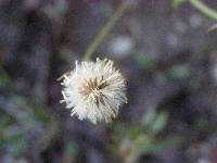 Erigeron jonesii image