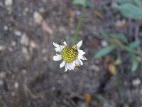 Erigeron jonesii image