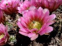 Echinocereus fendleri image