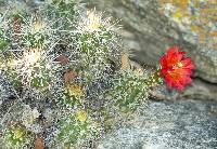 Echinocereus bacanorensis image