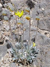 Enceliopsis nudicaulis image