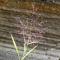Image of Eragrostis spectabilis