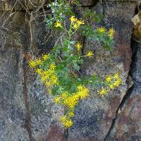 Ericameria cuneata image