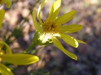 Ericameria linearifolia image