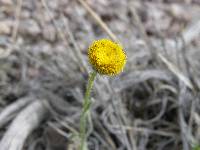 Erigeron aphanactis image