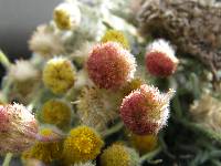 Erigeron aphanactis image