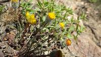 Erigeron bloomeri image