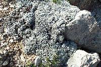 Eriogonum soredium image