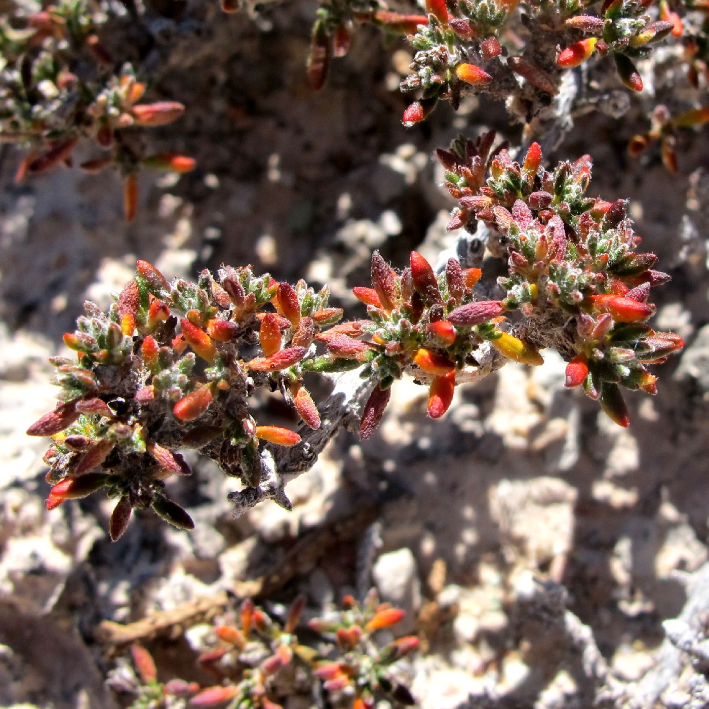 Eriogonum ripleyi image