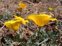 Eschscholzia californica image