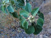 Image of Ficus palmeri