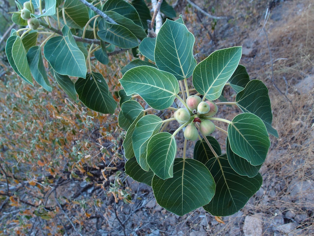 Ficus palmeri image