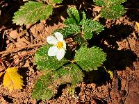 Fragaria vesca subsp. bracteata image