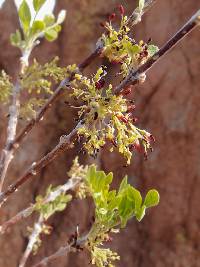 Fraxinus gooddingii image