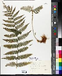 Dryopteris marginalis image