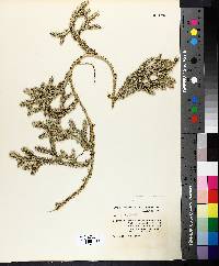 Lycopodium clavatum image