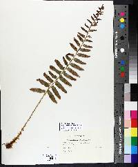 Polystichum acrostichoides image