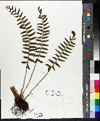 Polystichum acrostichoides image