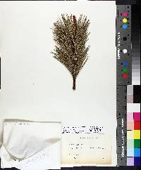 Pinus banksiana image