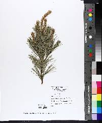 Pinus strobus image