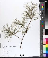 Pinus strobus image