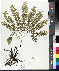 Adiantum pedatum image