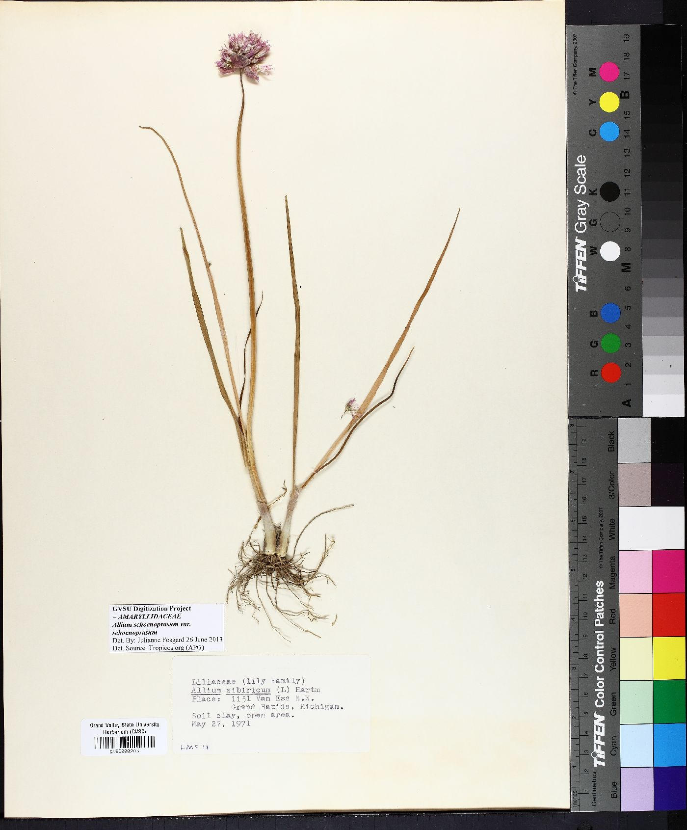 Allium schoenoprasum var. schoenoprasum image