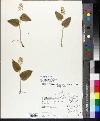 Maianthemum canadense image