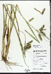 Carex comosa image